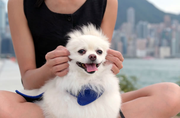 Veterinary Compounding – Compounding Pharmacy Los Angeles – Enovex Veterinary Compounding – Compounding Pharmacy Los Angeles – Enovex